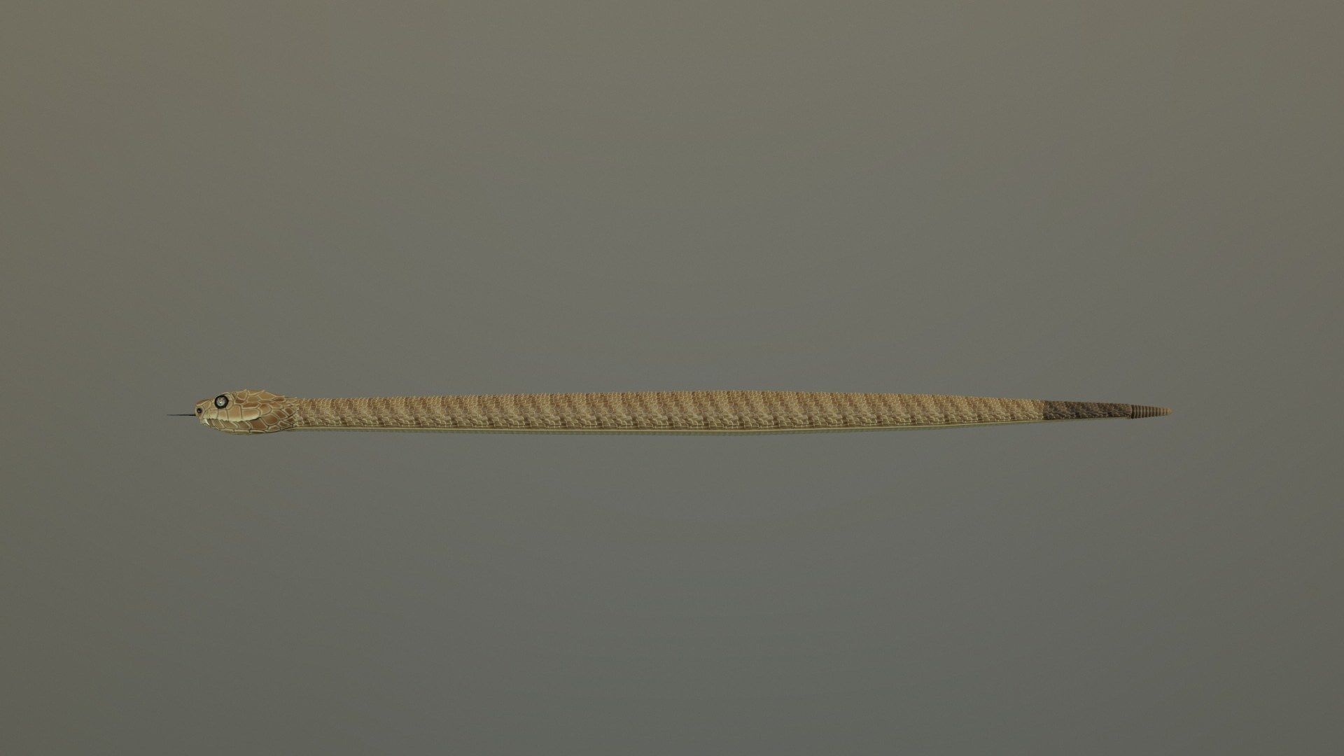 Realistic Rattlesnake Model statue of snake 3D model_14