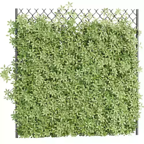 Virginia creeper on fence vol 182