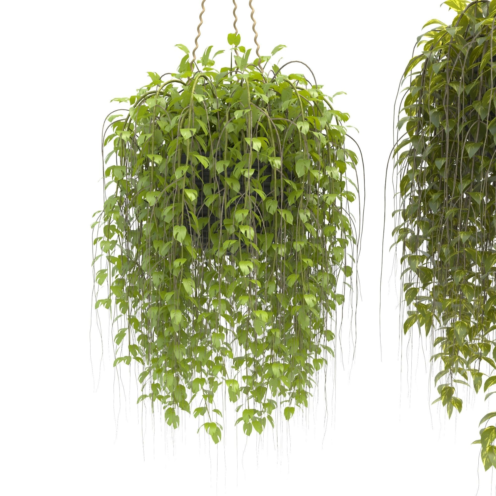 Plants collection 30 3D model_4