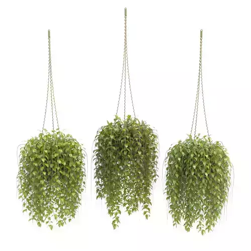 Plants collection 30