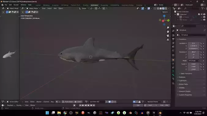 Great White Shark
