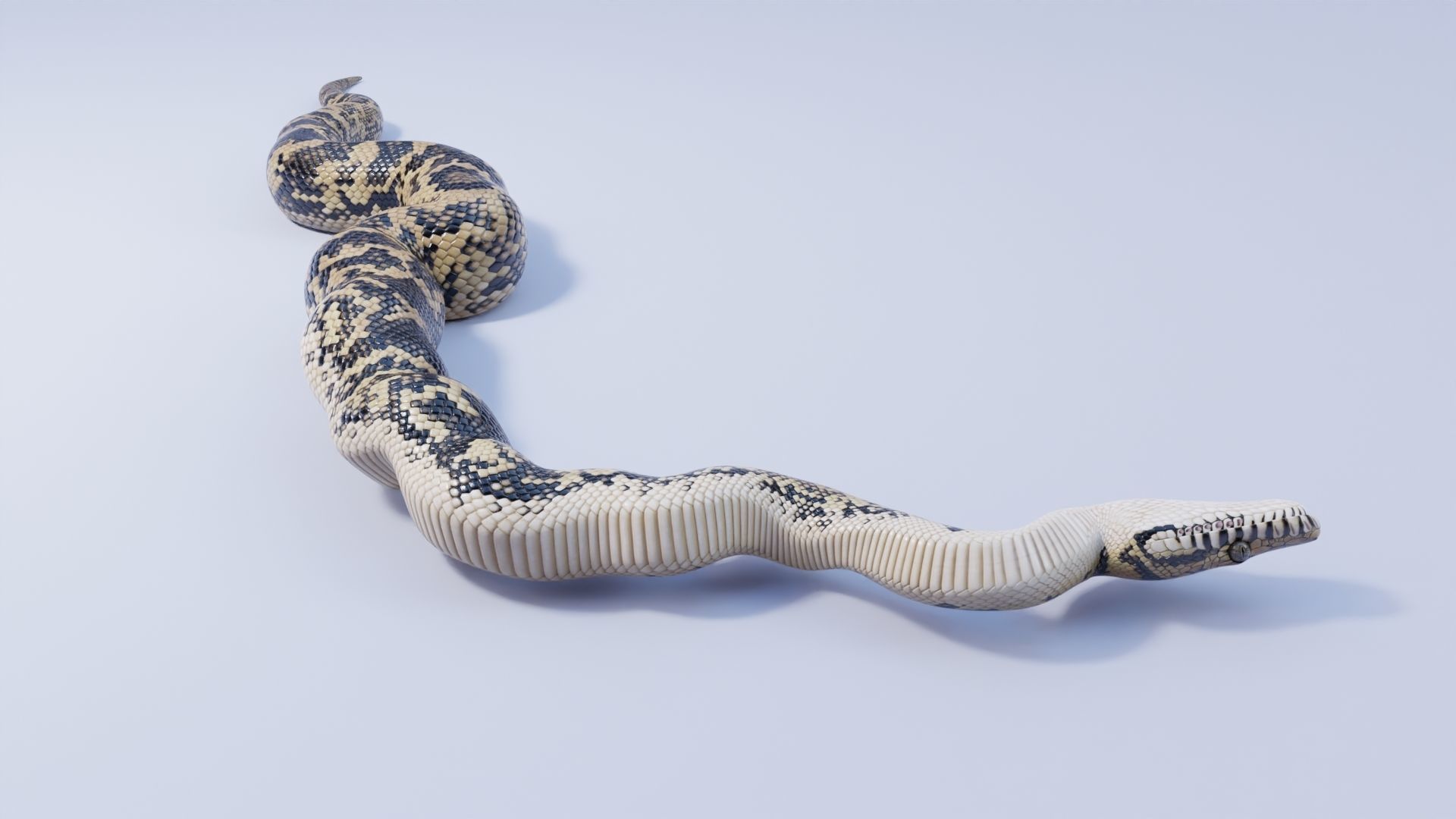 3D model Scrub Python - Static Poses VR / AR / low-poly | CGTrader