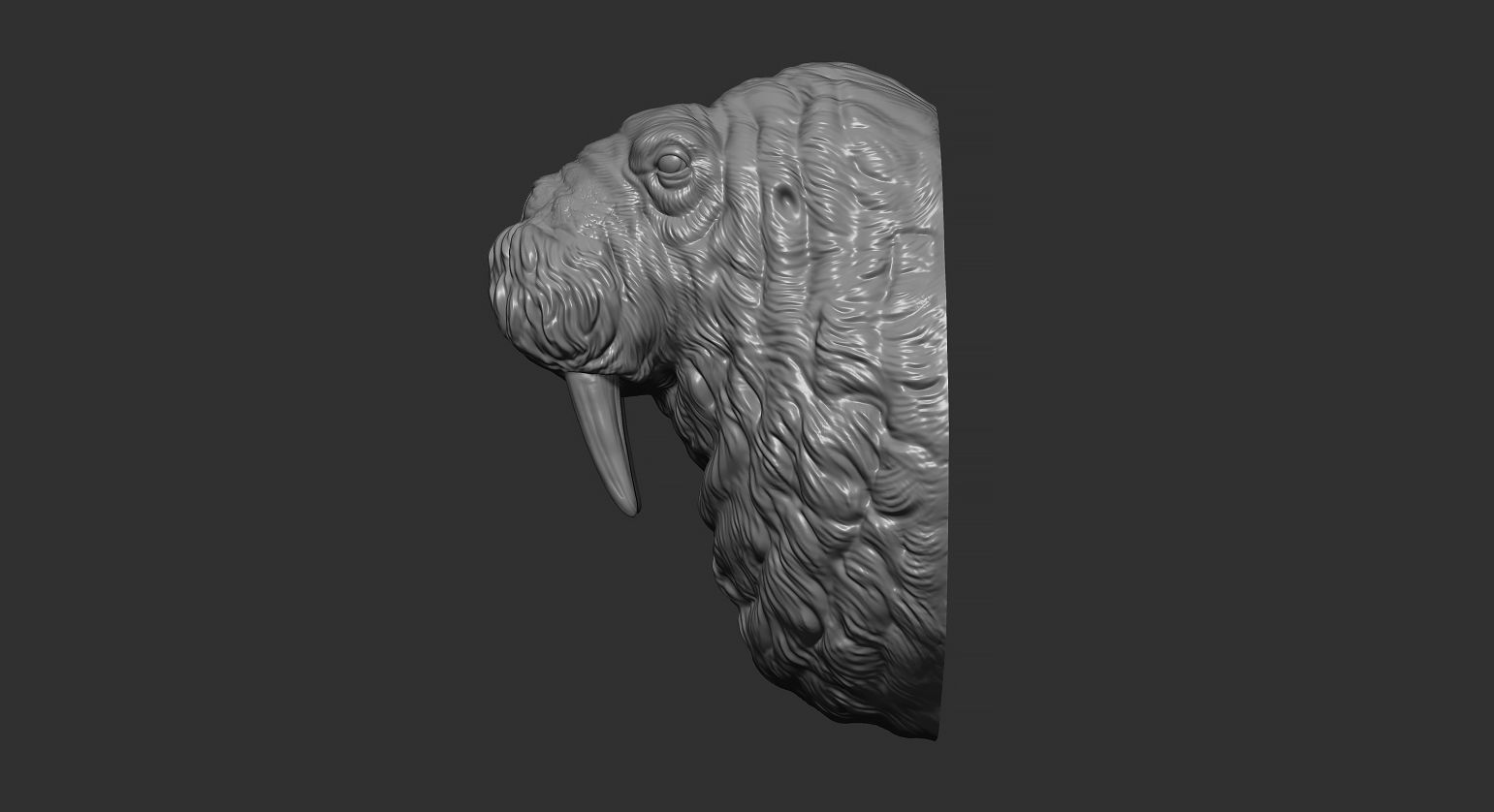 Walrus head 3D print model_9