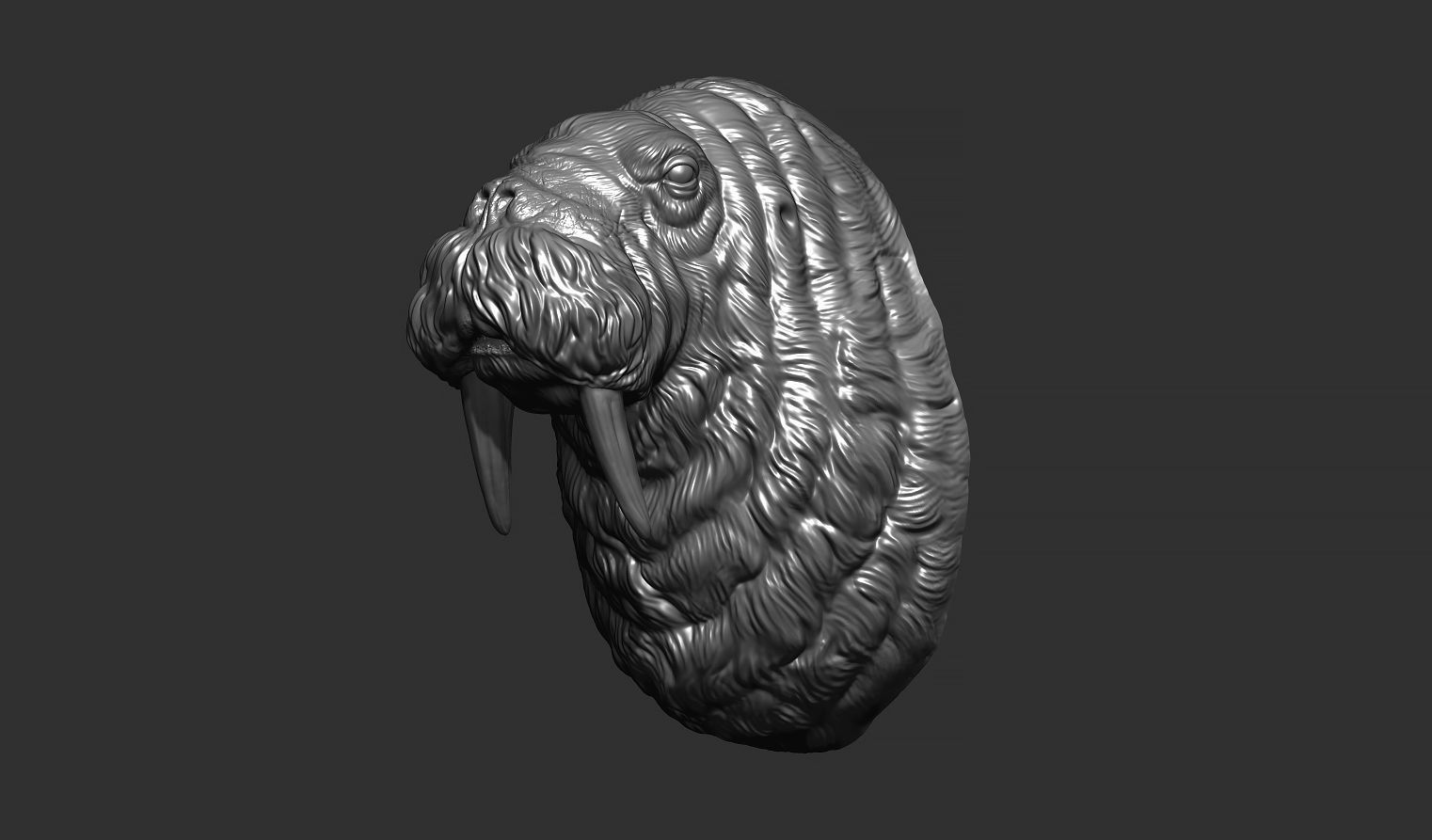 Walrus head 3D print model_14