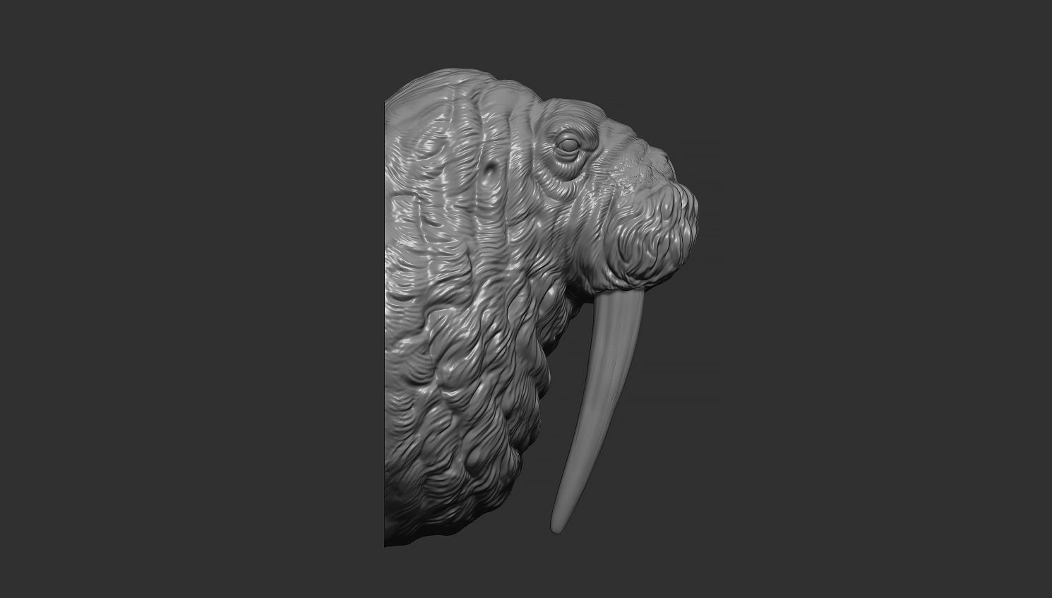 Walrus head 3D print model_7