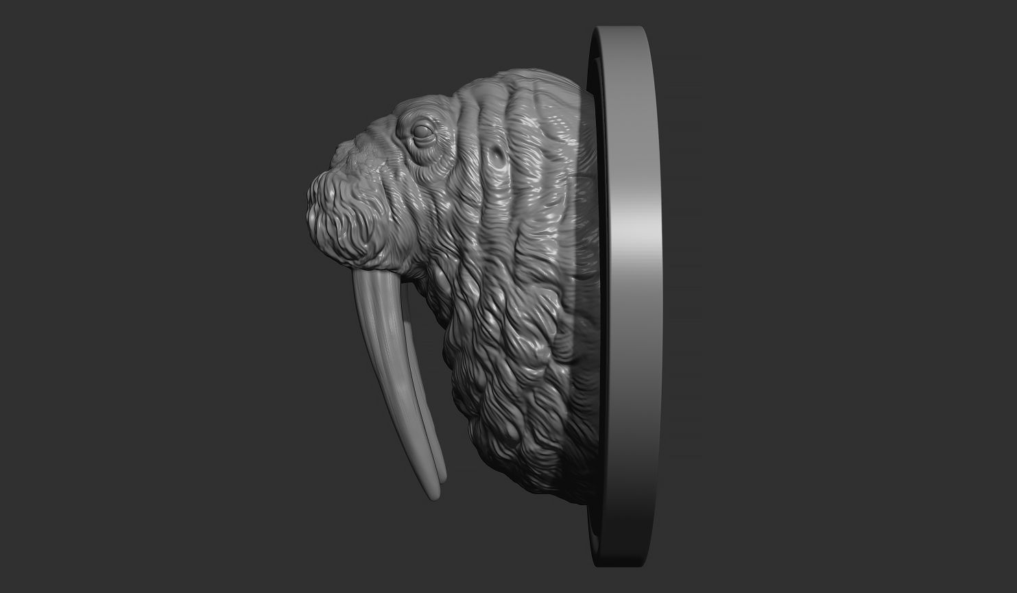 Walrus head 3D print model_4