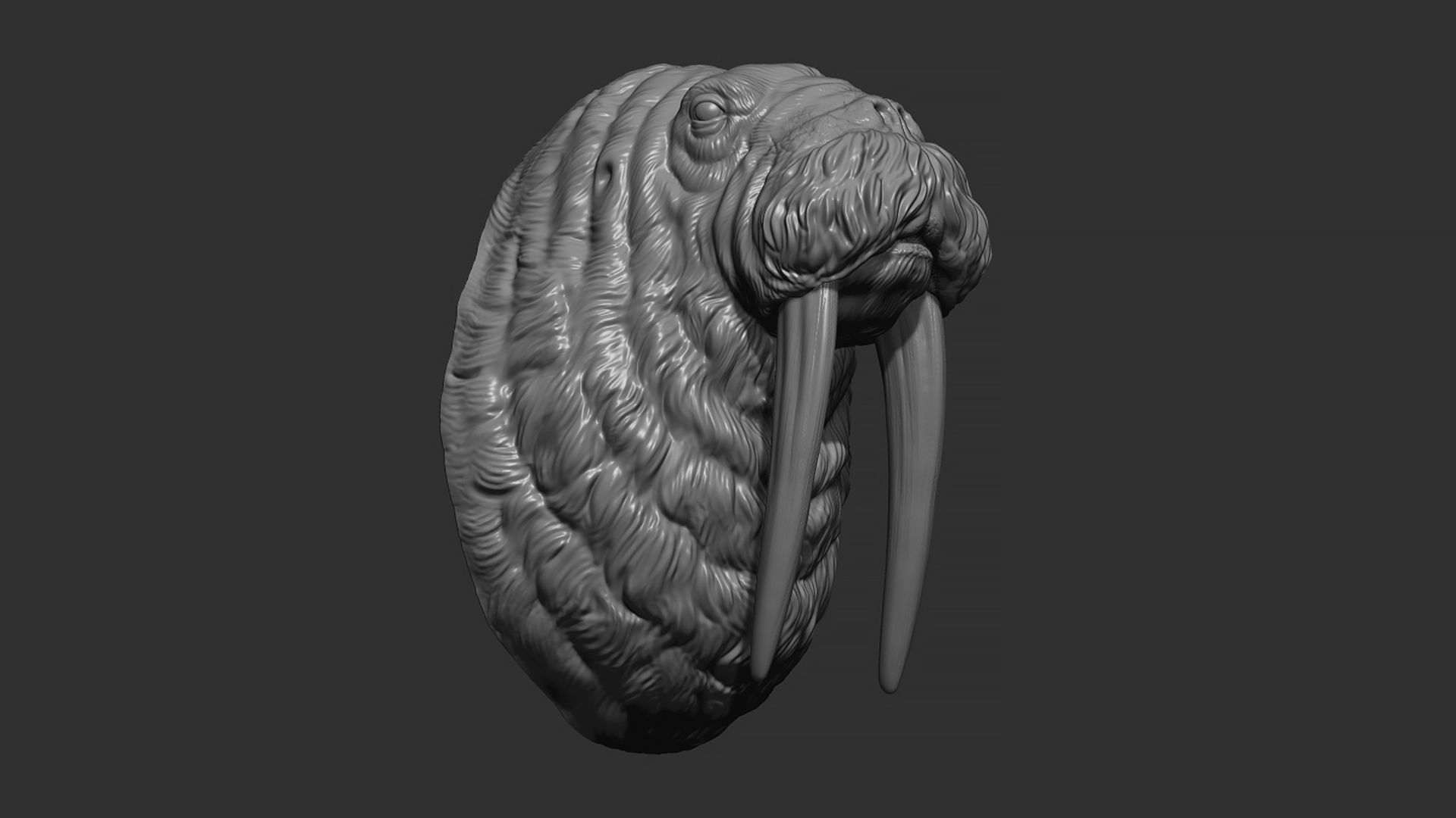 Walrus head 3D print model_10