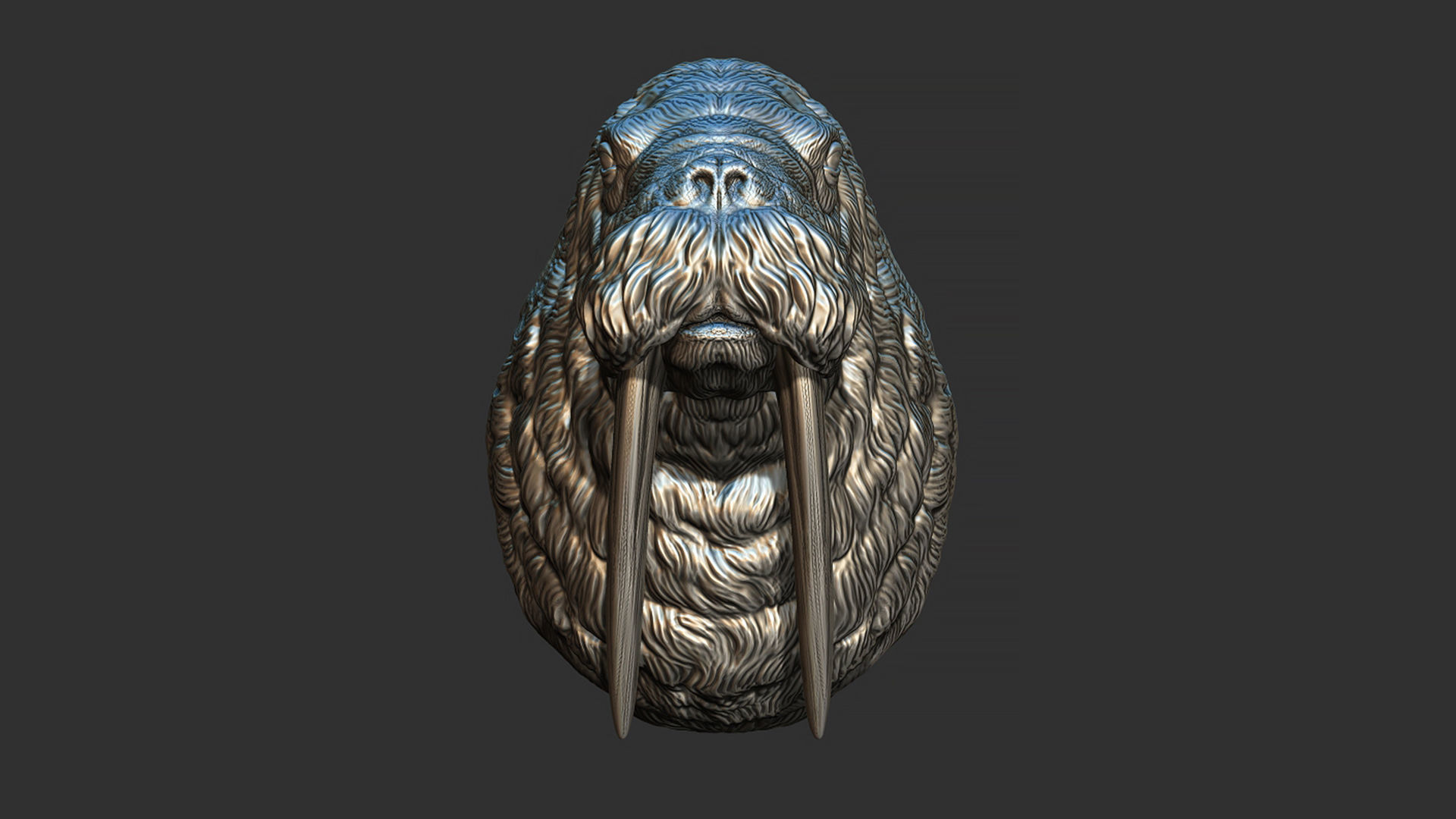 Walrus head 3D print model_12