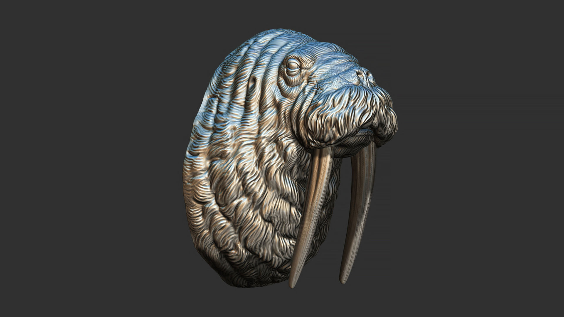 Walrus head 3D print model_11