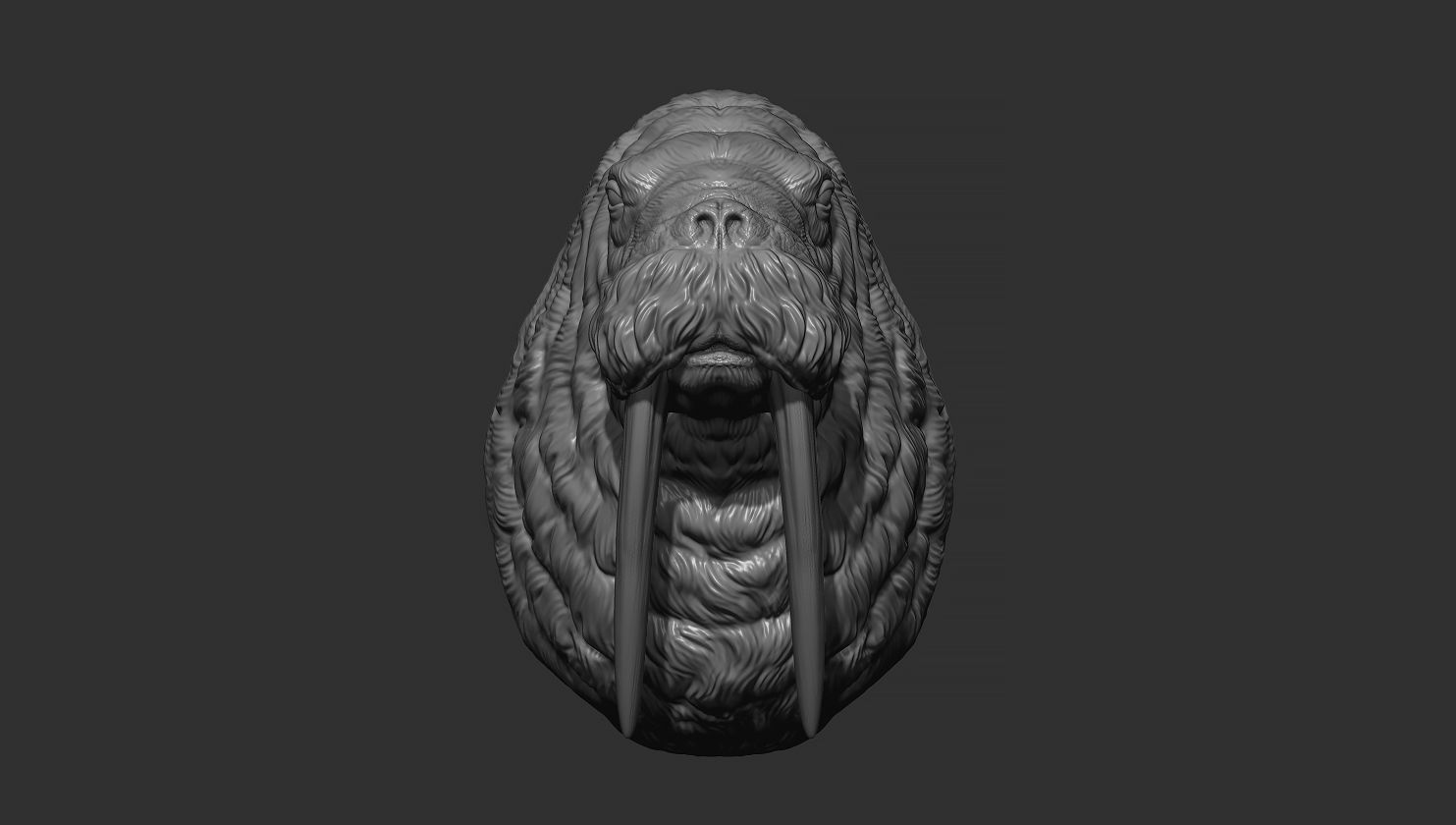 Walrus head 3D print model_18