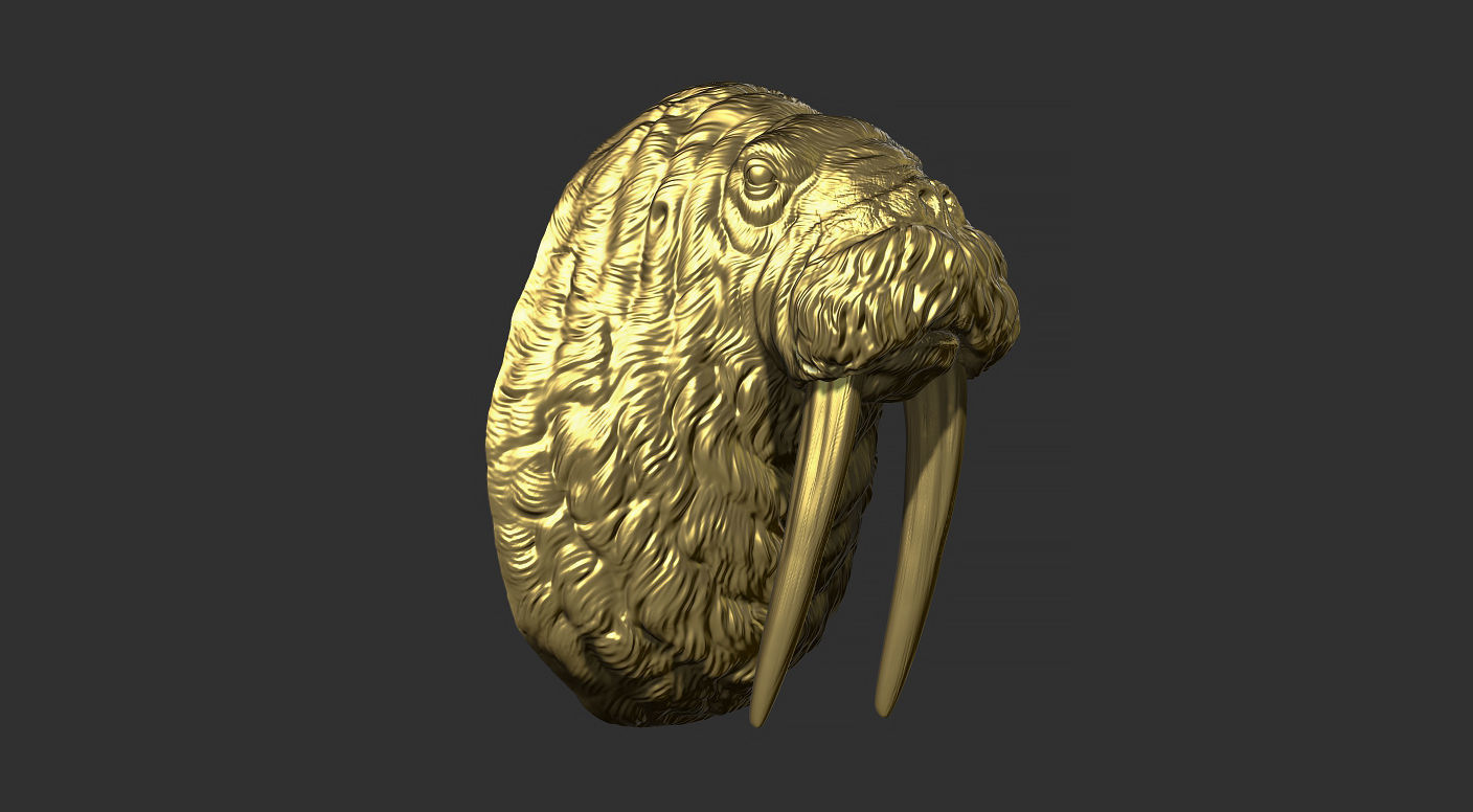 Walrus head 3D print model_17