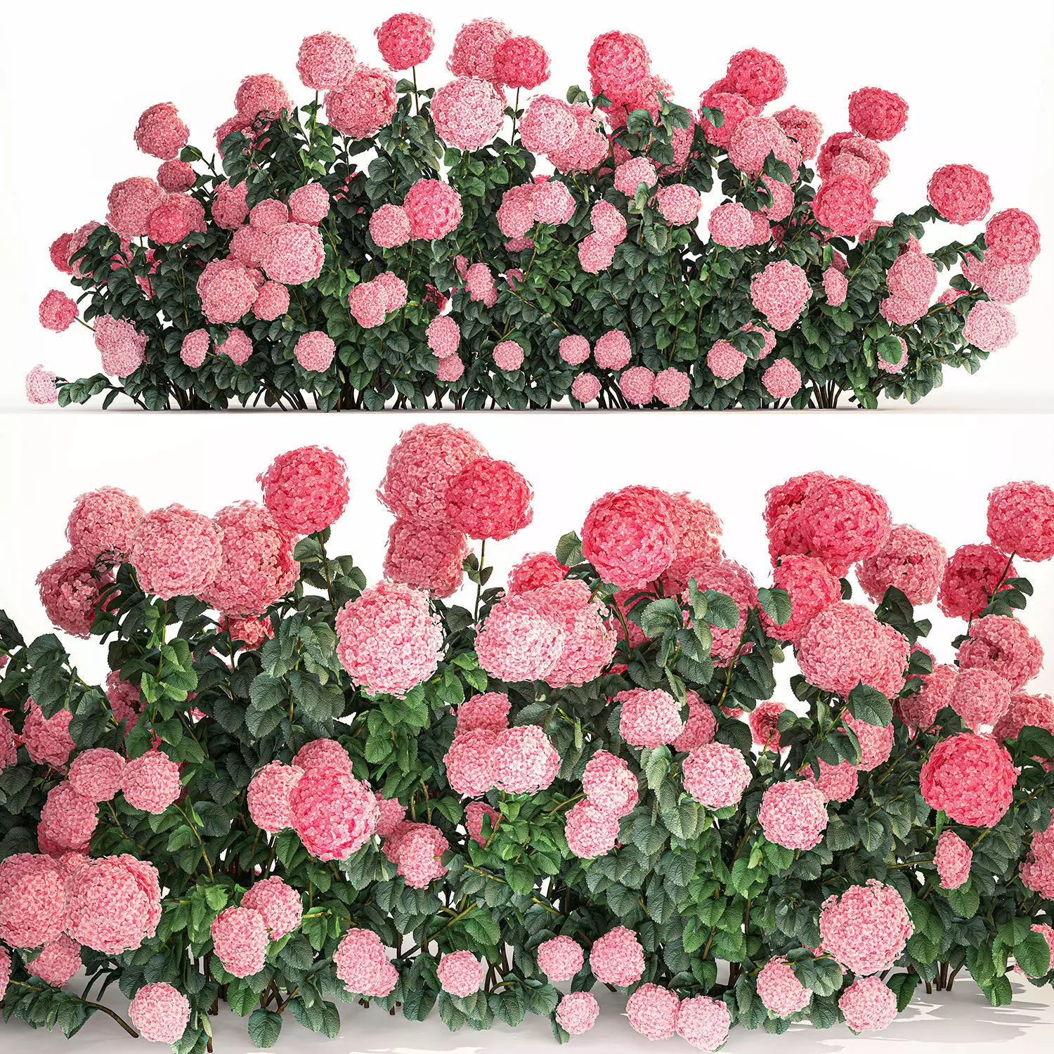 Pink Hydrangea Bushes For Garden Landscaping 1182 3D model