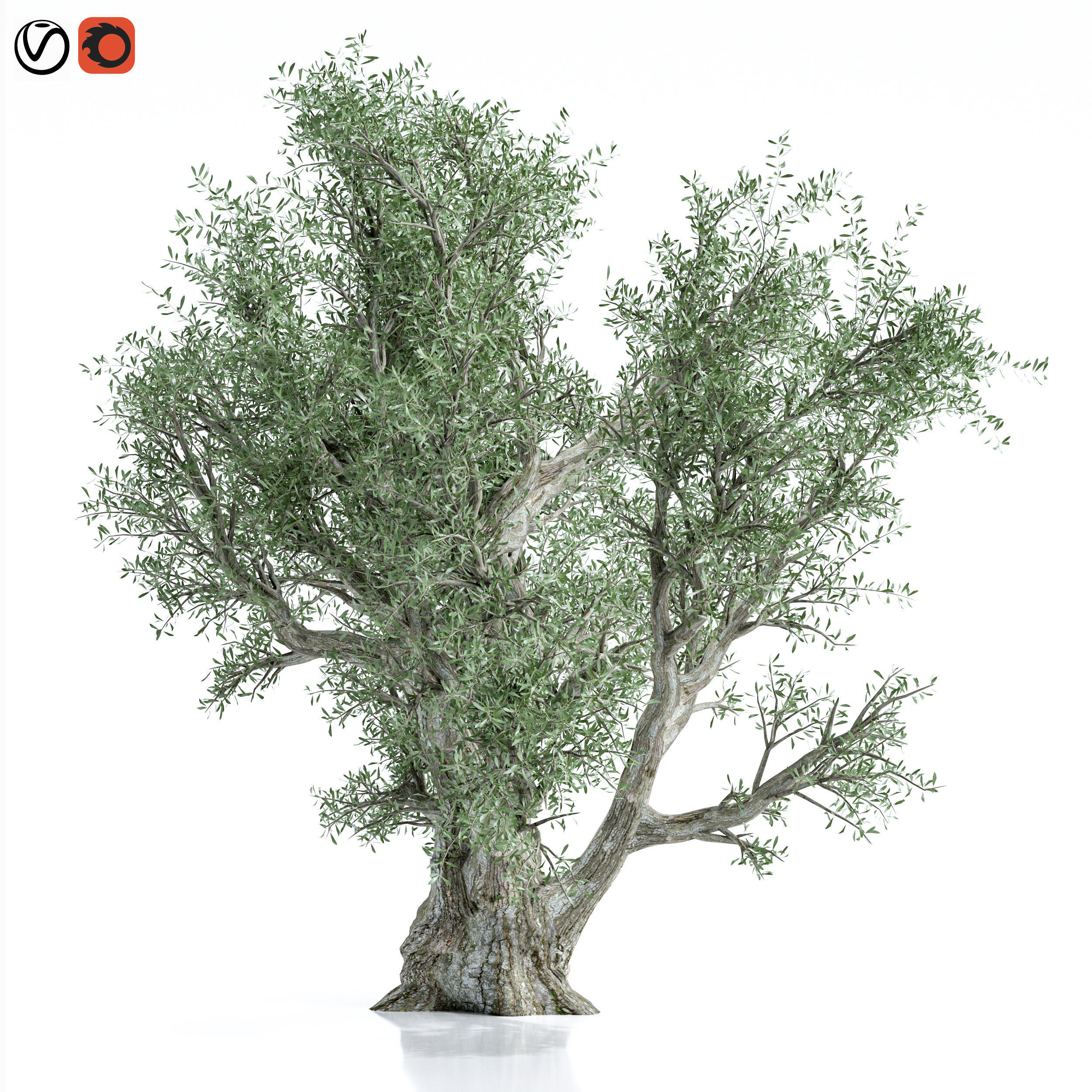 Olive Tree 3D model_3