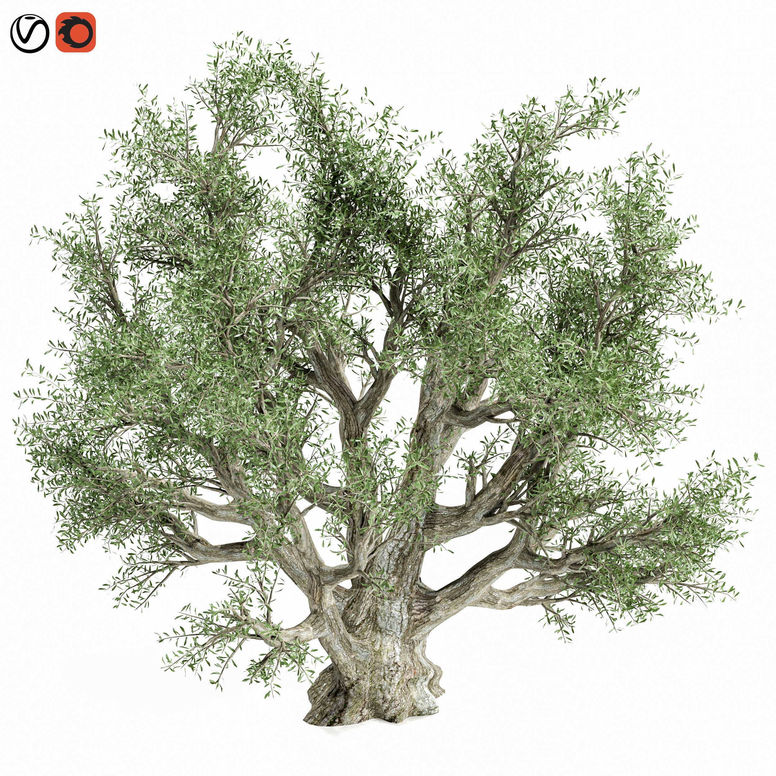 Olive Tree 3D model_2