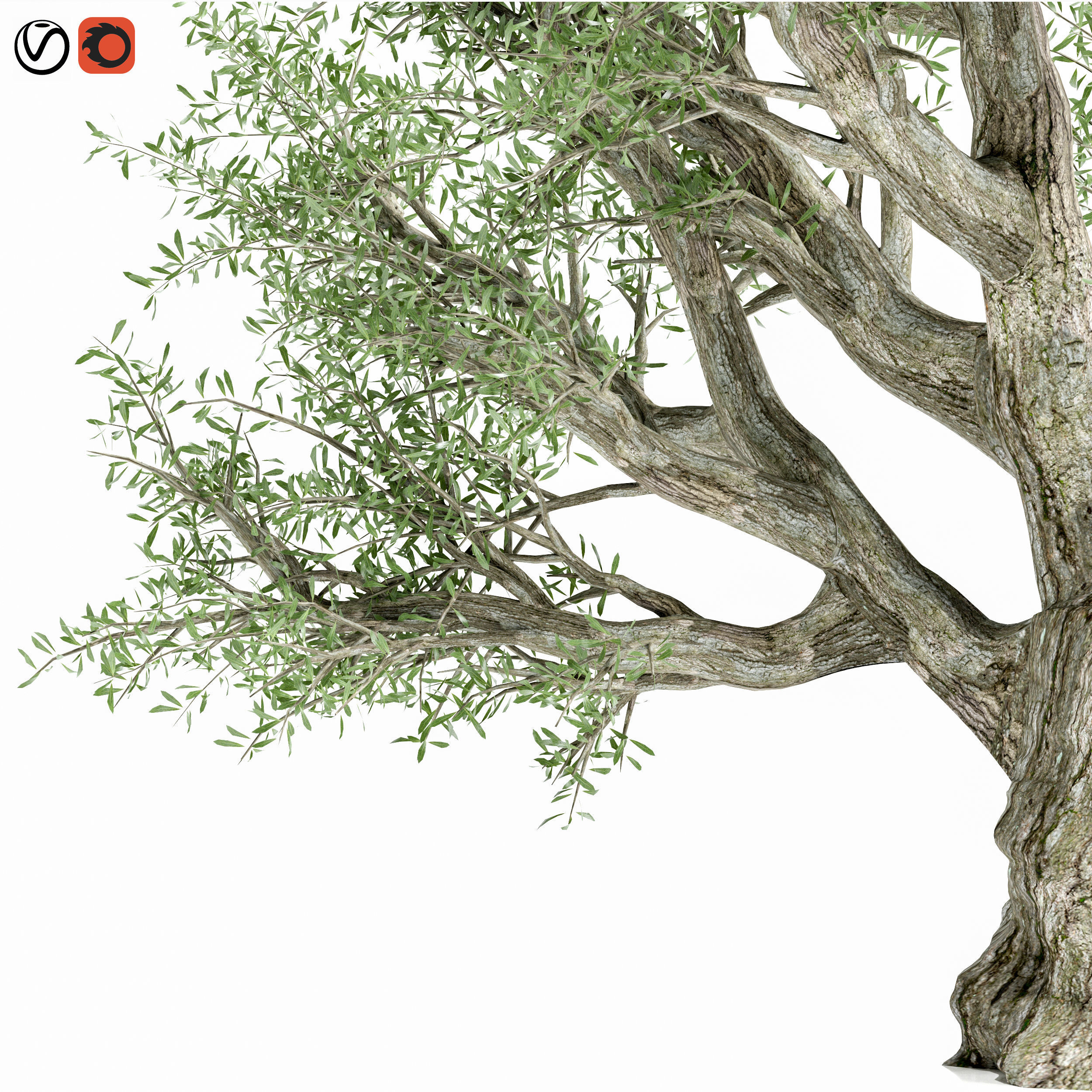 Olive Tree 3D model_1