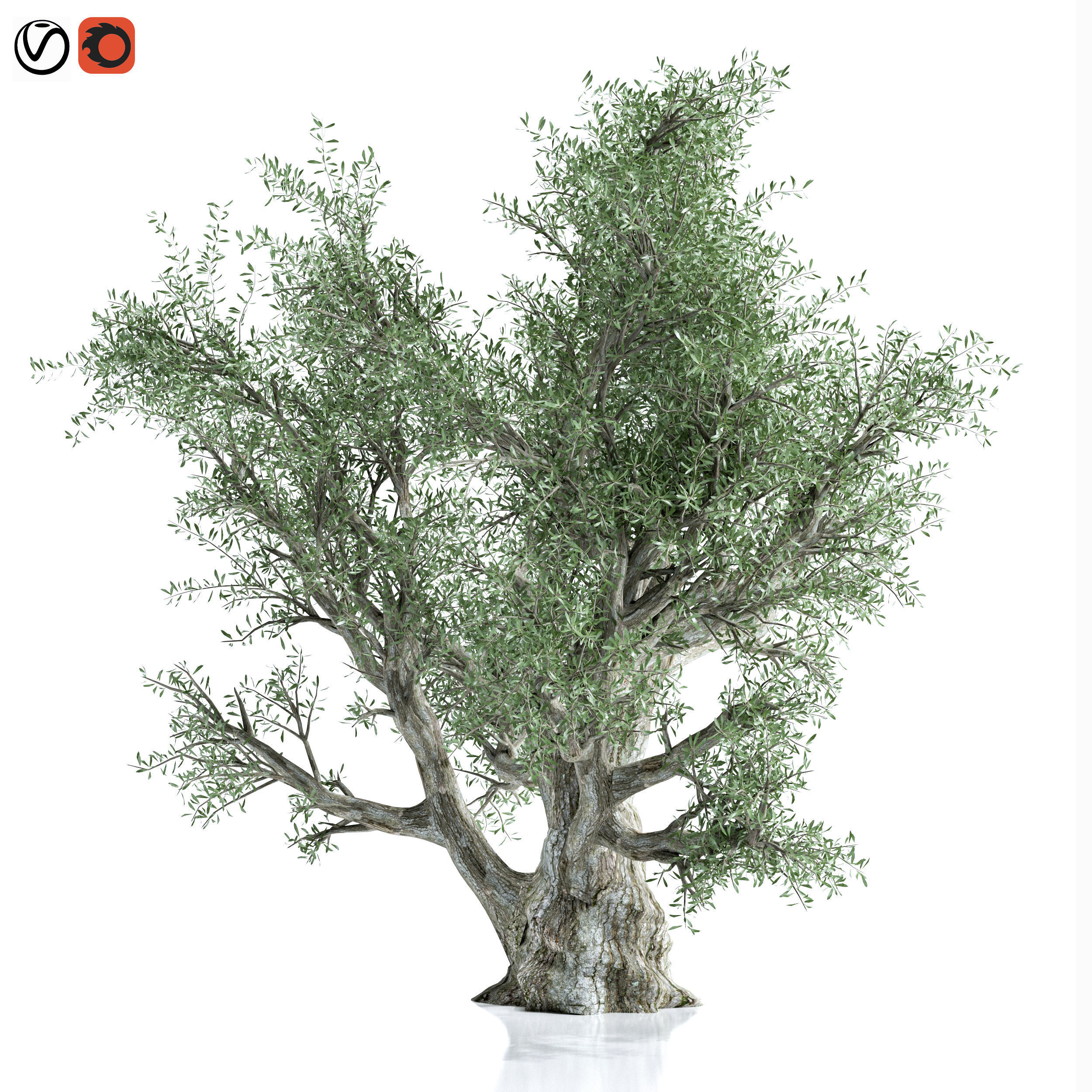 Olive Tree 3D model_4