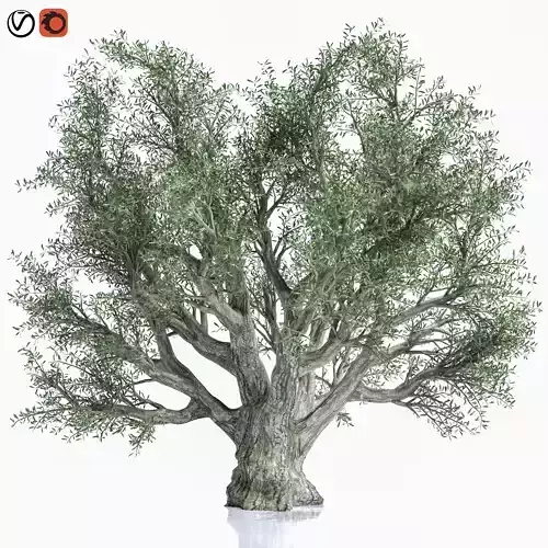 Olive Tree