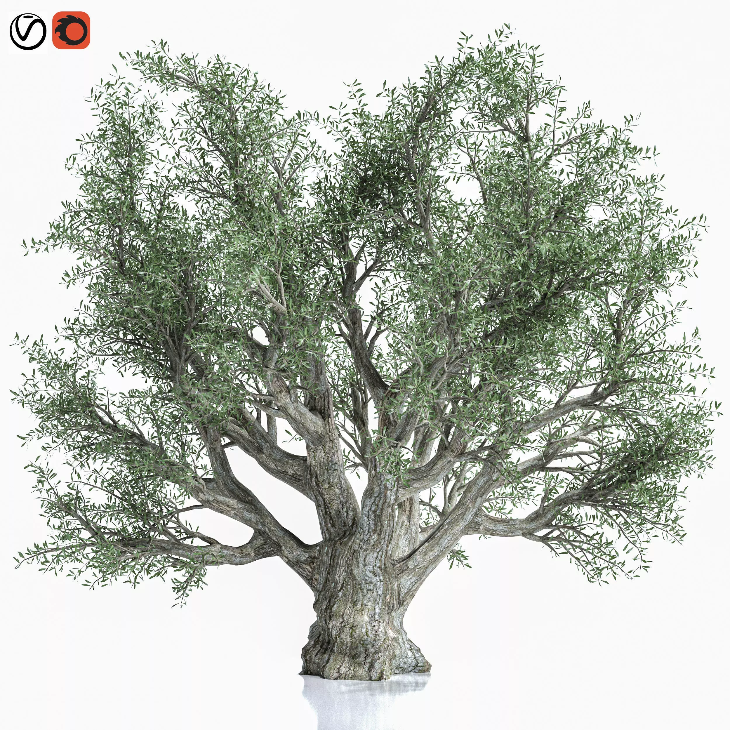 Olive Tree 3D model_0