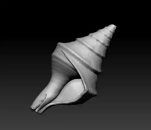 conch