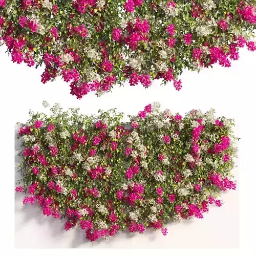 Bougainvillea plant set 60