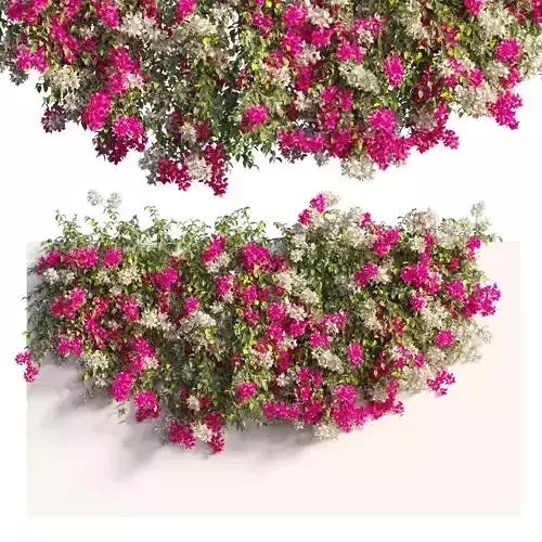 Bougainvillea plant set 61