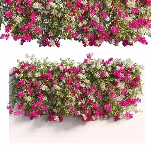 Bougainvillea plant set 62