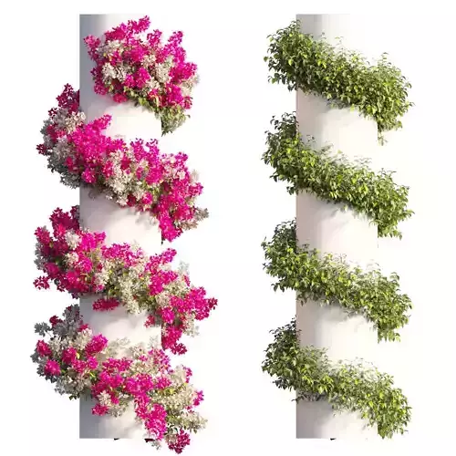 Bougainvillea plant set 63