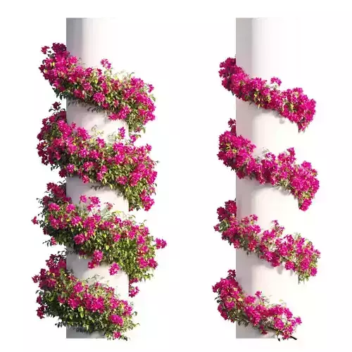 Bougainvillea plant set 64