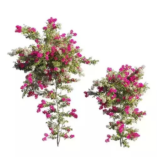 Bougainvillea plant set 65