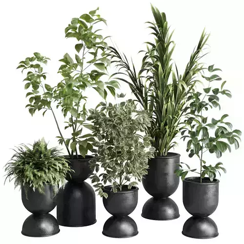 indoor plant set 338 ficus rubbery palm fern concrete vase