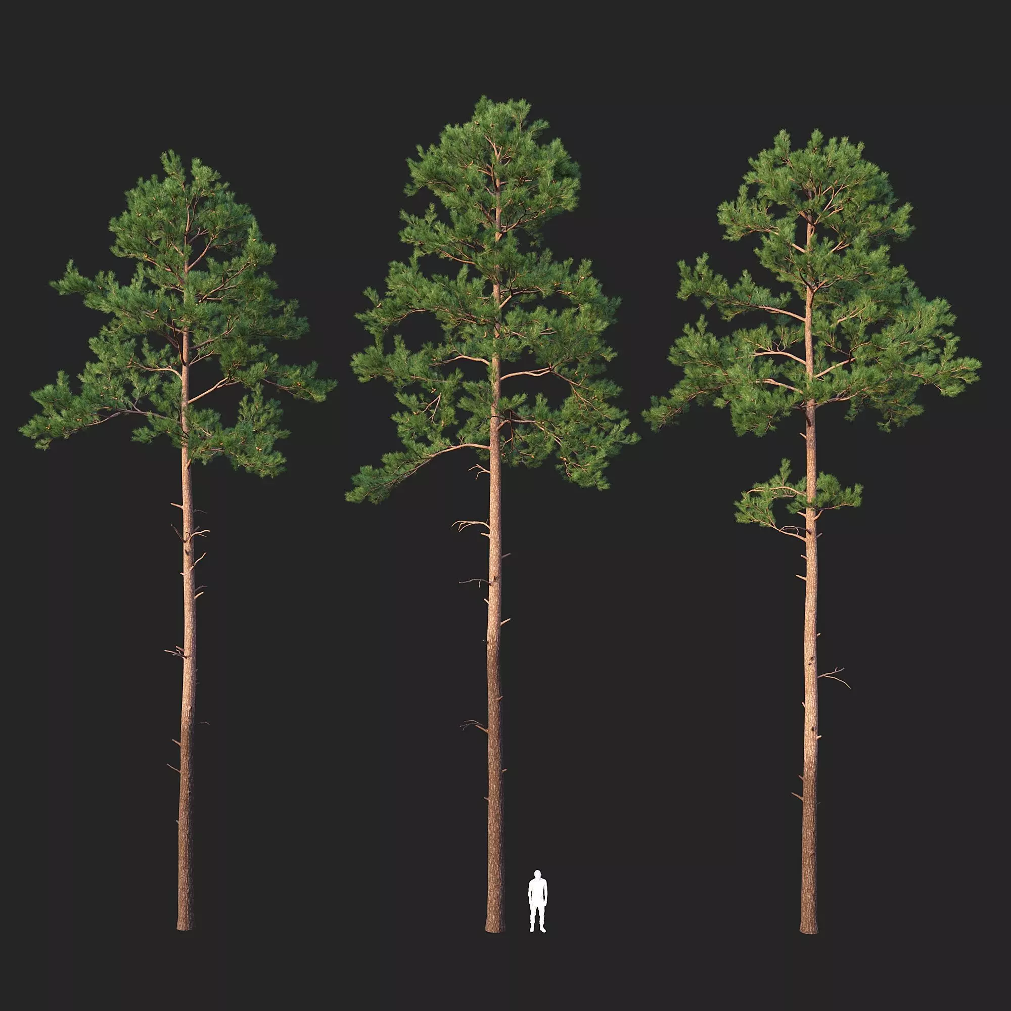 Pine 02 Set 01 3D model_0
