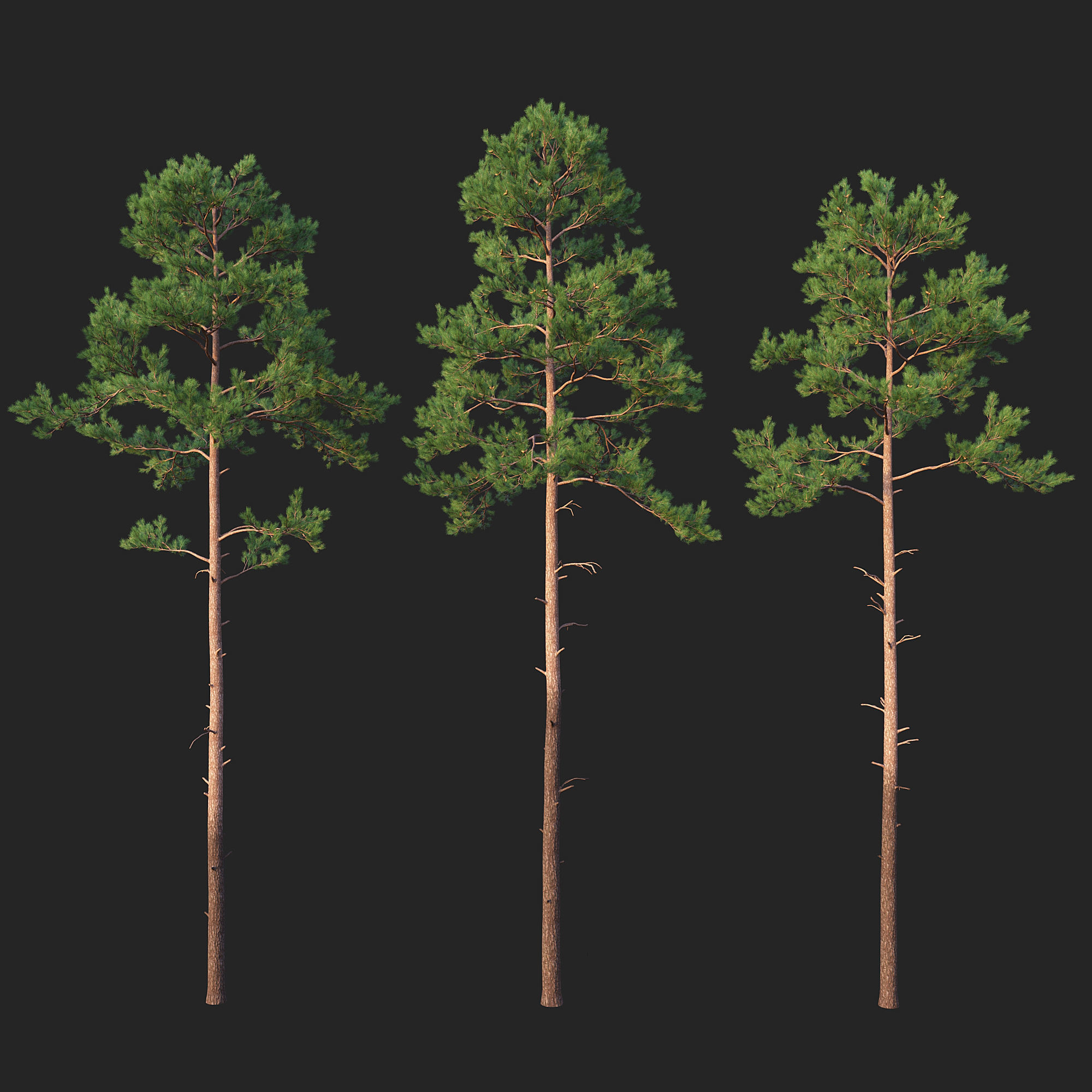 Pine 02 Set 01 3D model_1
