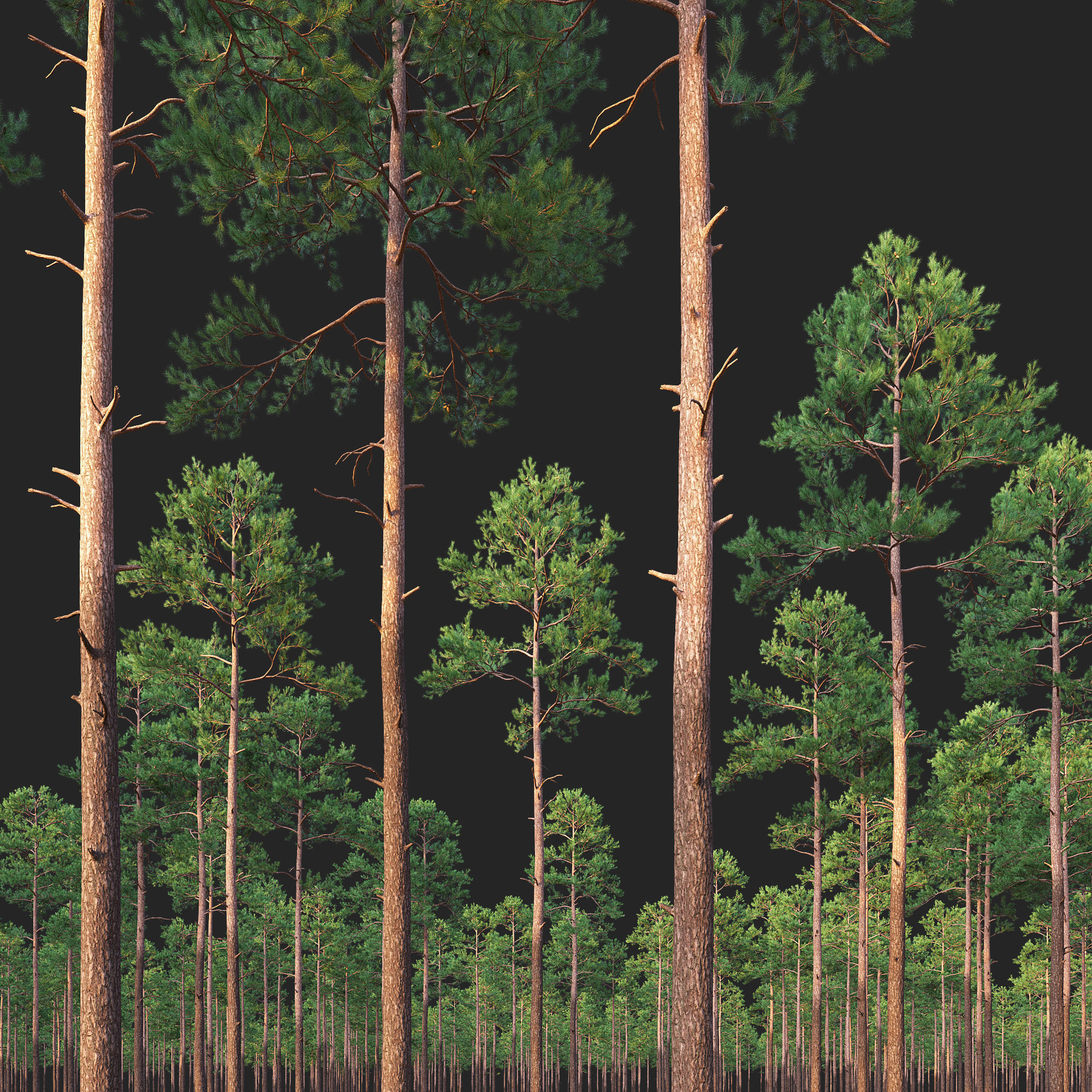 Pine 02 Set 01 3D model_3