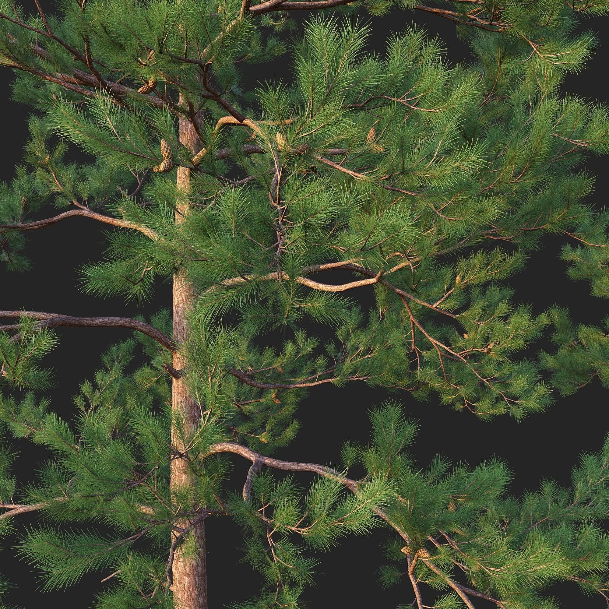 Pine 02 Set 01 3D model_2