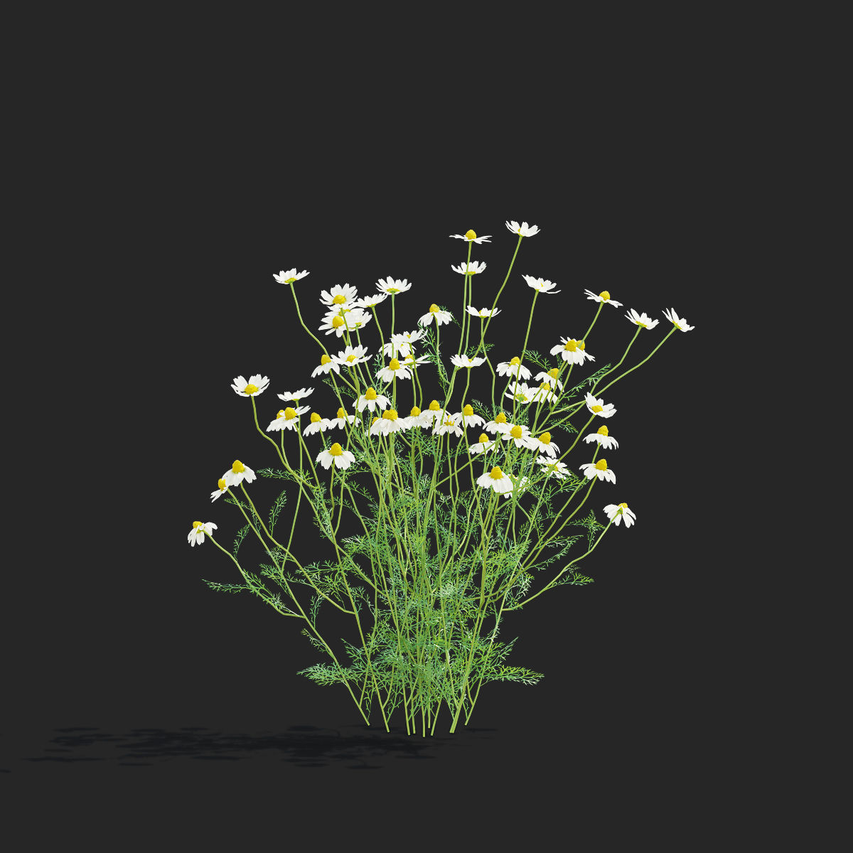 Chamaemelum flower 3D model_8