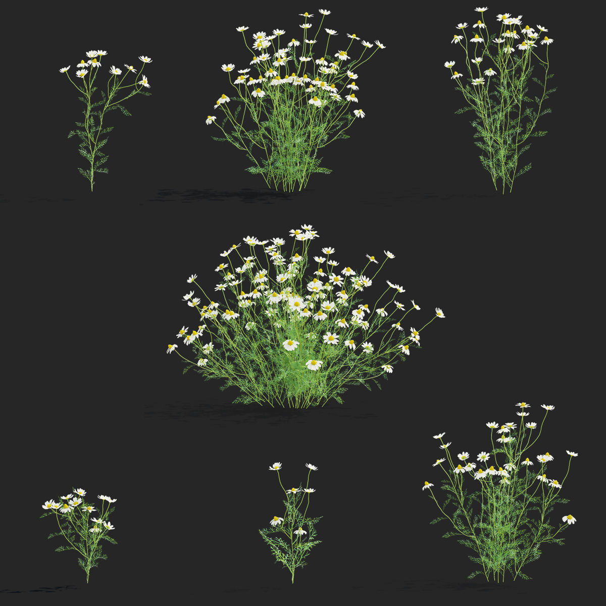 Chamaemelum flower 3D model_5