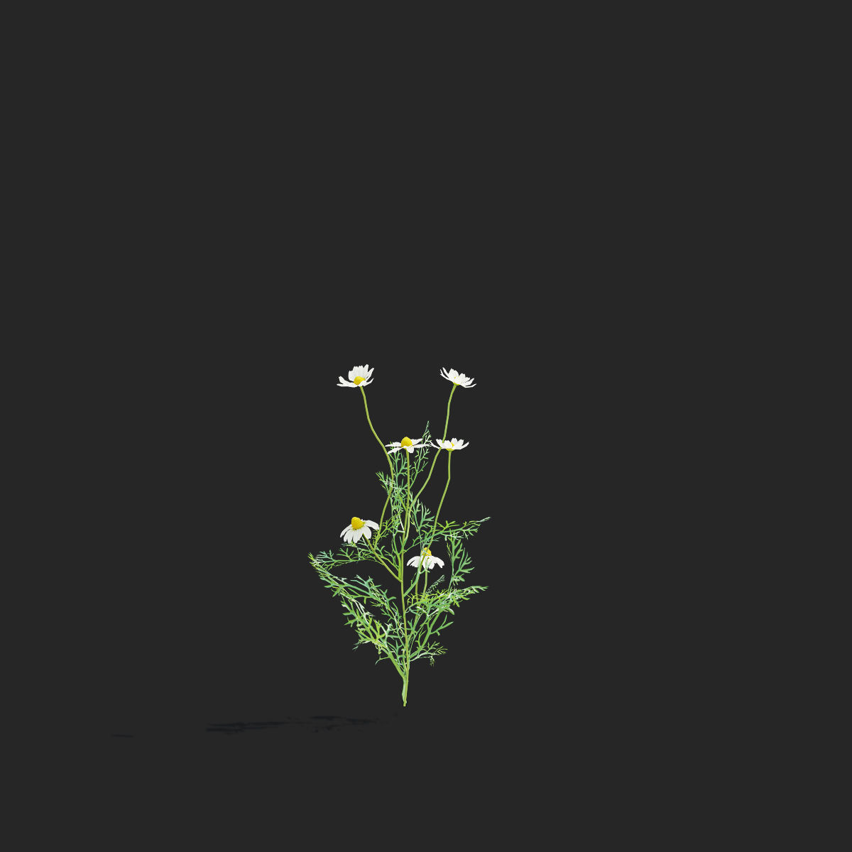 Chamaemelum flower 3D model_12