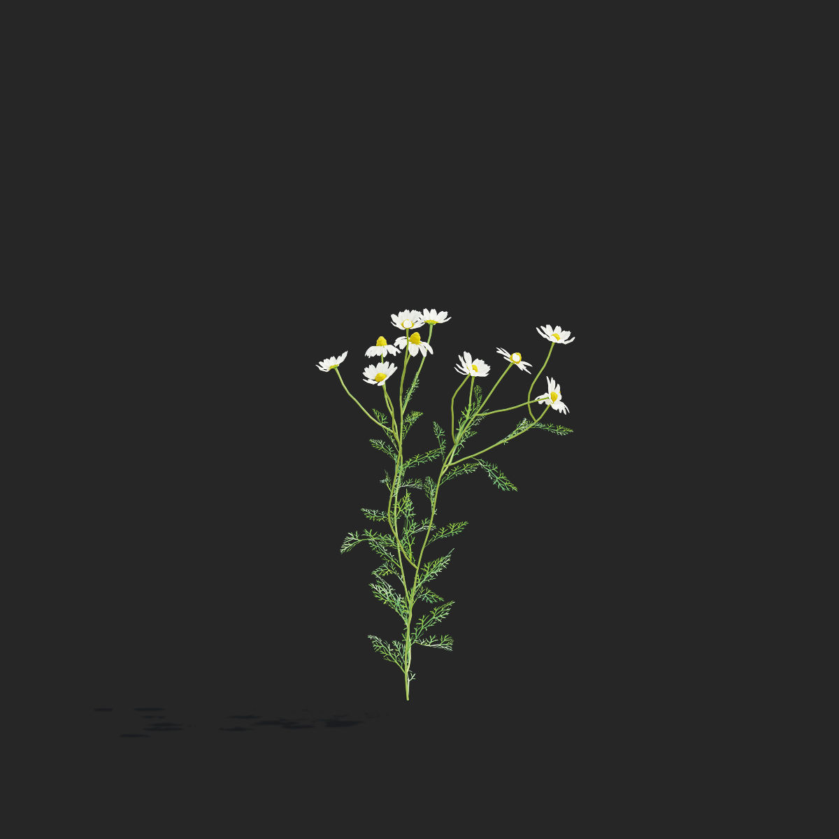 Chamaemelum flower 3D model_11