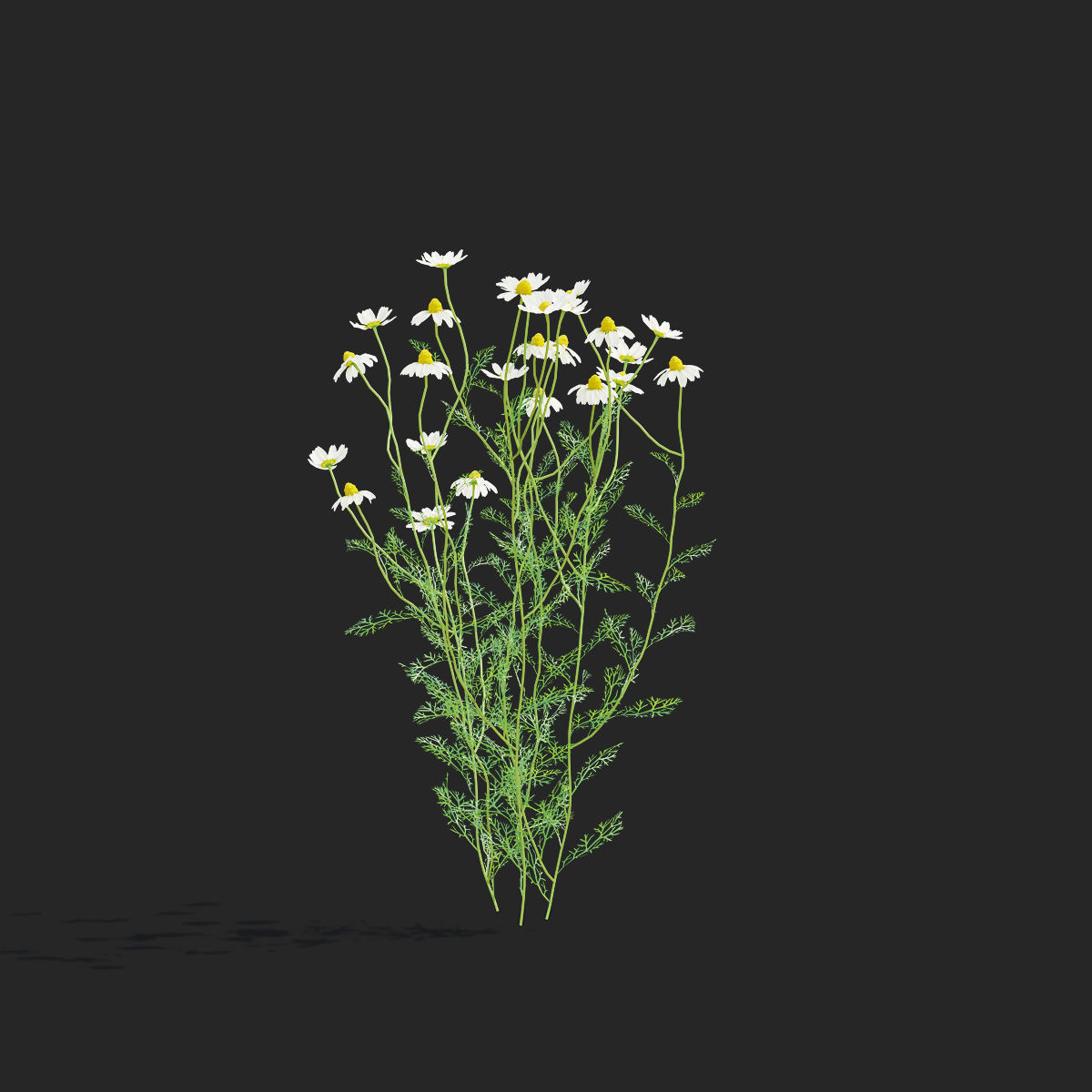 Chamaemelum flower 3D model_10