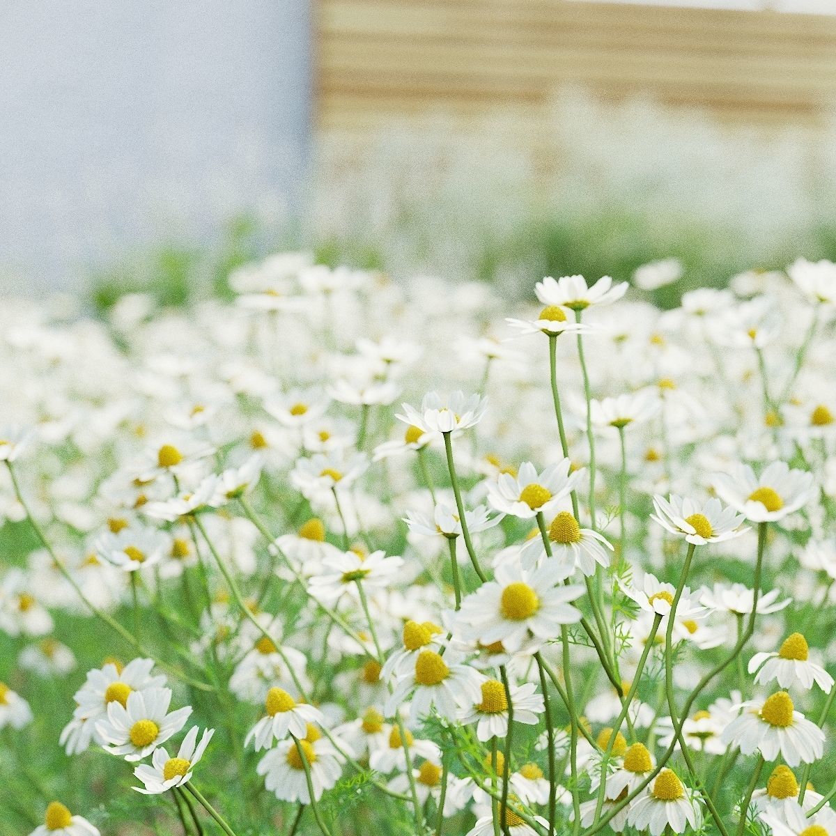 Chamaemelum flower 3D model_1