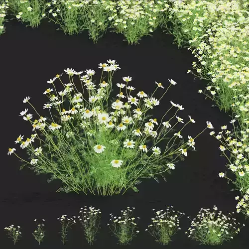 Chamaemelum flower 3D model