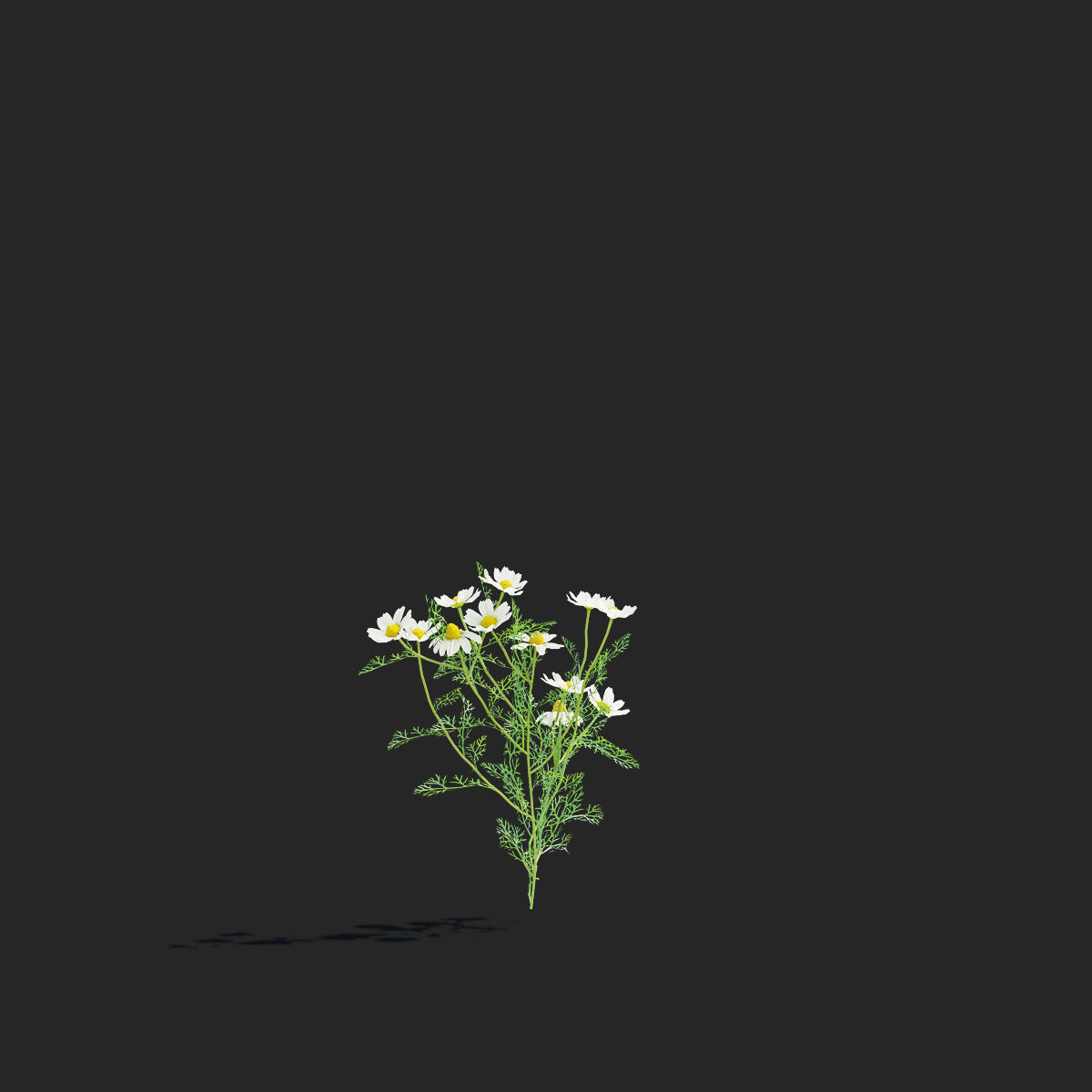 Chamaemelum flower 3D model_13