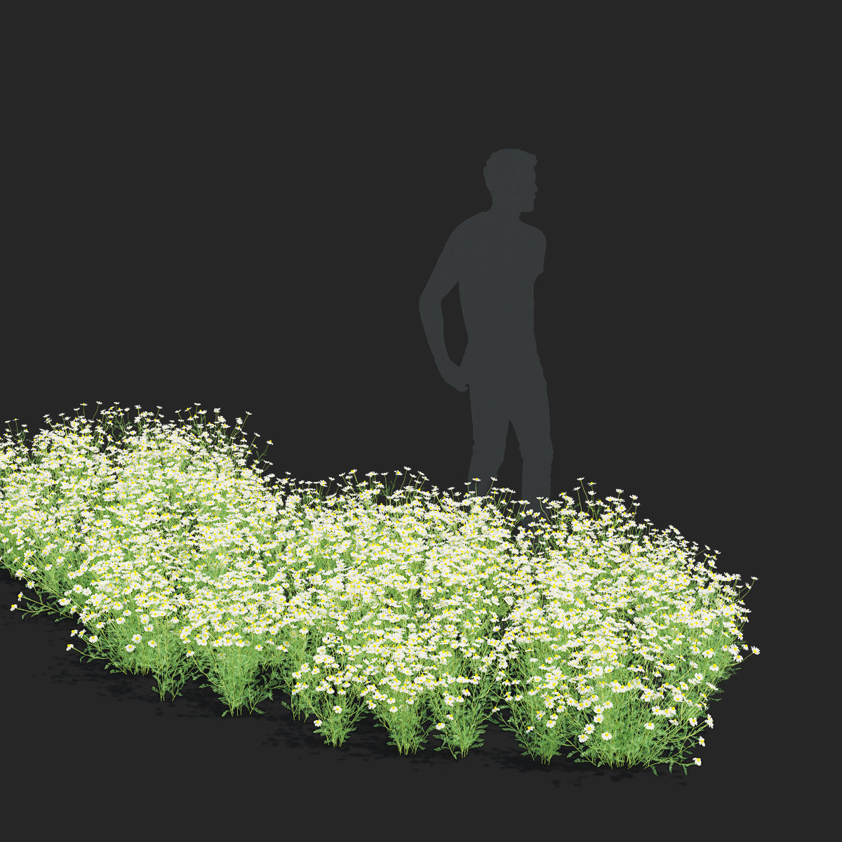 Chamaemelum flower 3D model_4