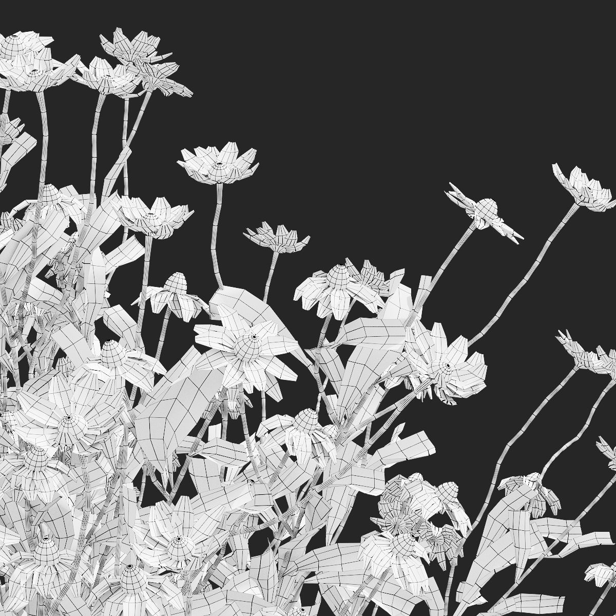 Chamaemelum flower 3D model_3