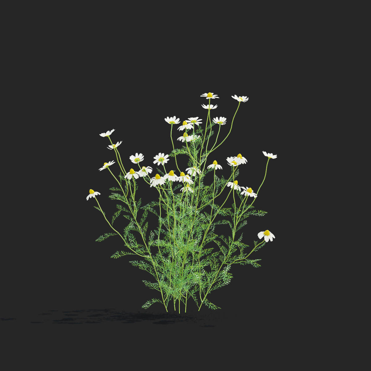 Chamaemelum flower 3D model_9