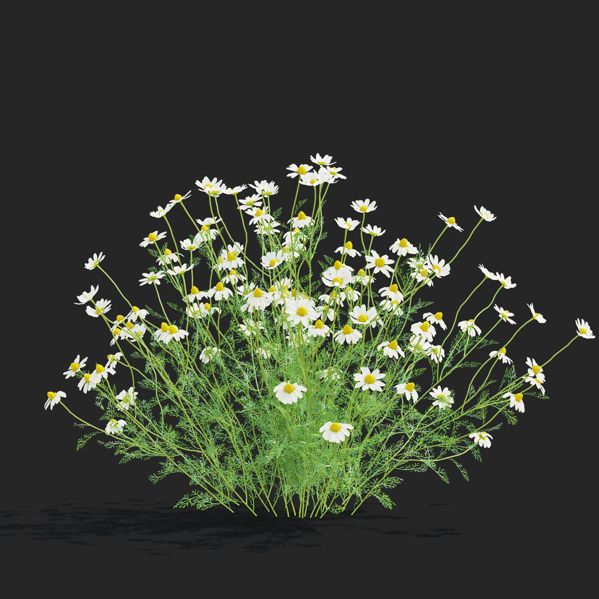 Chamaemelum flower 3D model_7