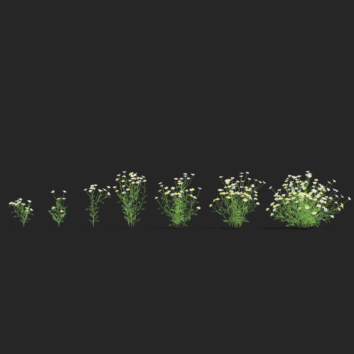 Chamaemelum flower 3D model_6