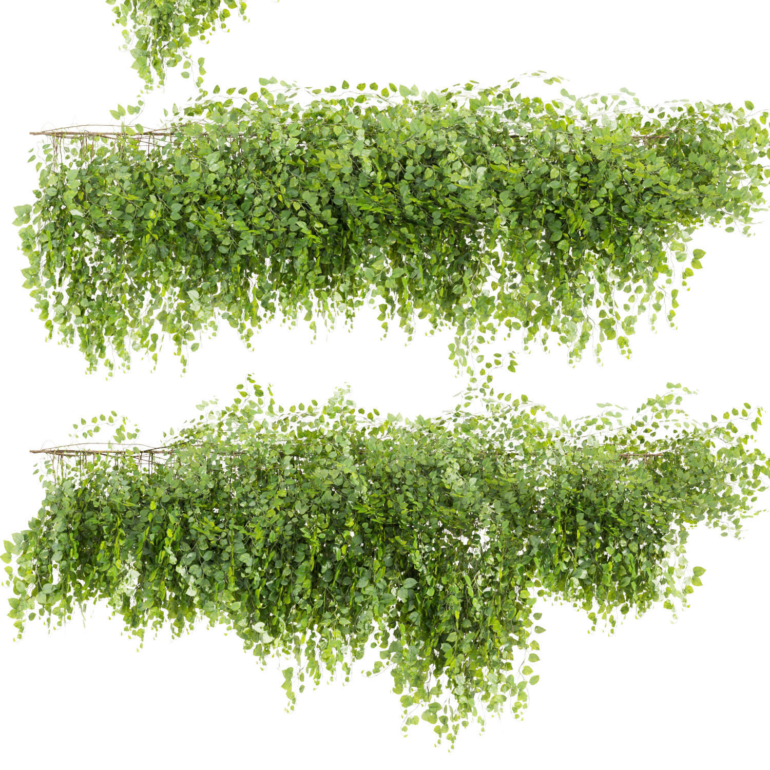 Collection plant vol 451 - Outdoor - bush - ivy 3D model_1