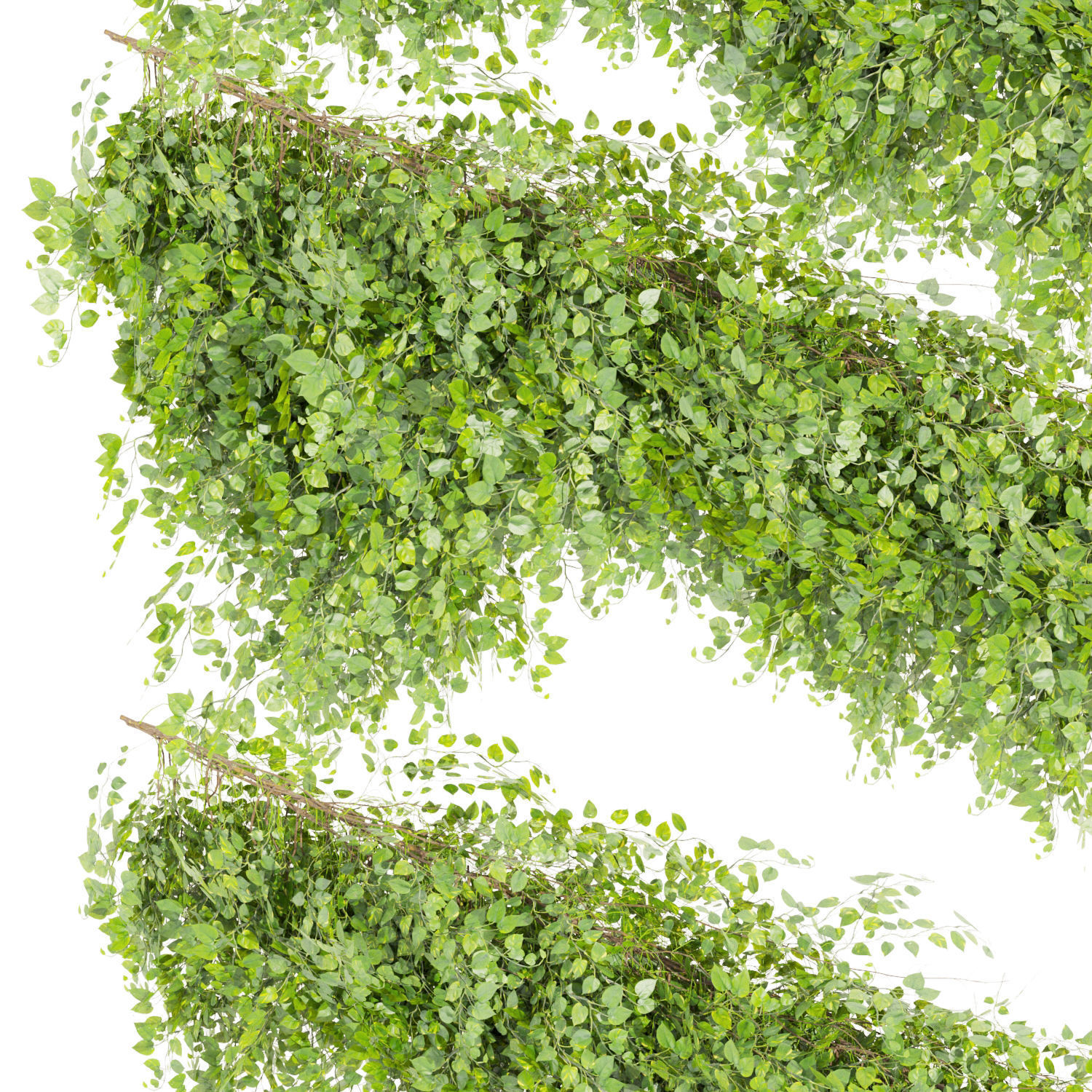 Collection plant vol 451 - Outdoor - bush - ivy 3D model_2