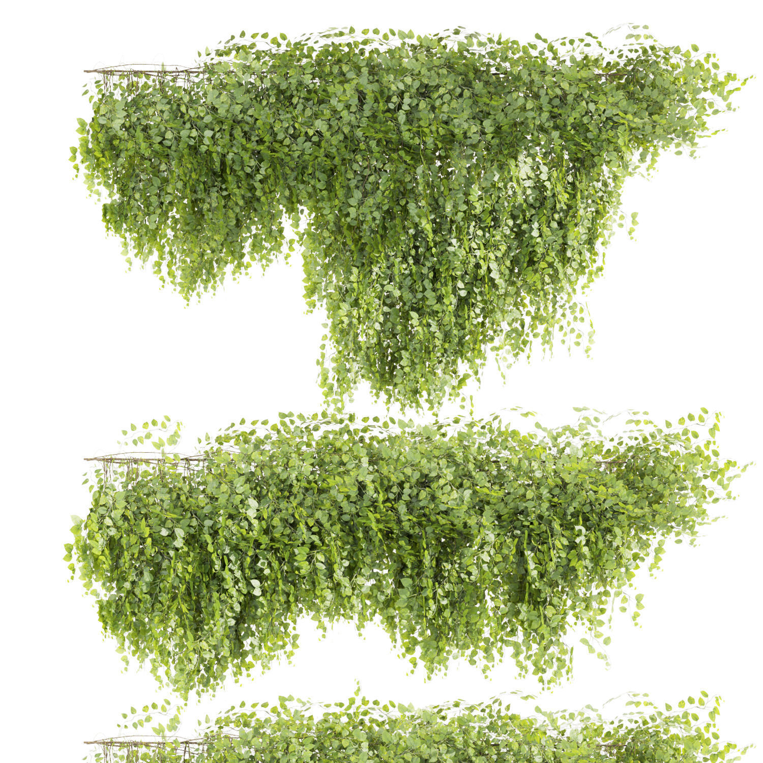 Collection plant vol 451 - Outdoor - bush - ivy 3D model_4